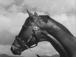 Racehorse Seabiscuit Stock Footage