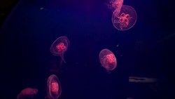 Jellyfish at London Aquarium News Clip