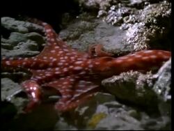 Red octopus moves across rock pools, Australia Stock Footage