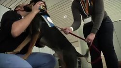 Should Docs and Nurses Cuddle More with Canines? News Clip