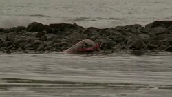 A dead dolphin lies on rocks near water. Stock Footage