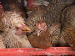 Pull Back Shot Hens Cebu Bohol Philippines Stock Footage