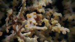 Tiny Yellow Bargibant Pgymy Seahorse on sea fan coral (4K) Stock Footage