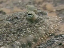 Flatfish on the seabed. Filmed in the Lembeh Strait, Sulawesi, Indonesia Stock Footage