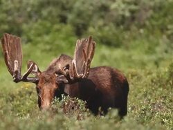 MS Shot of Bull moose (Alces alces) large bull in velvet grazes on willo at sunrise / Ward, Colorado, United States Stock Footage