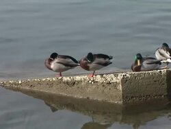 HD: Sleeping ducks Stock Footage