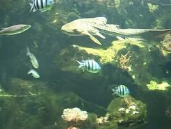 CLEAN: Shark attack in Paris! News Clip