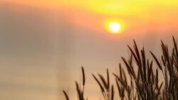 The wind blew the grass Stock Footage