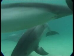 CU Dolphin, sequence of dolphins swimming underwater, Israel; SEQUENCE OF CLIPS, SPECIAL TERMS APPLY Stock Footage