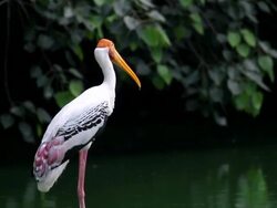Painted stork in a wetland Stock Footage