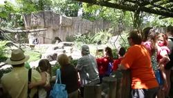 Gorilla exhibit re-opens at Cincinnati Zoo Instructional Video