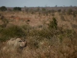 Wildlife in Kruger National Park Stock Footage