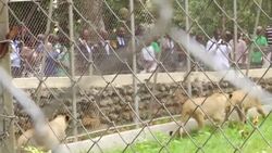 VOICED : El zoo de Abiyan revive gracias a los leones News Clip
