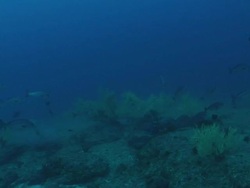 MS Shot of reef covering with black coral with various fish swimming around and hiding / Matola, Maputo, Mozambique Stock Footage