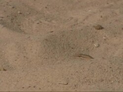 Medium, tracking-left - A snake slithers across sandy desert ground / Egypt Stock Footage