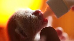 Feeding orphaned kitten with milk replacer Stock Footage