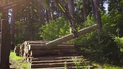 Stacking the Timber Stock Footage