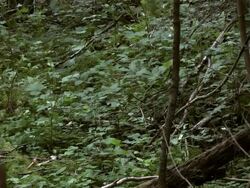 hunter with bow Stock Footage