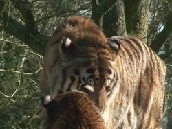 Bengal Tiger - couple life Stock Footage