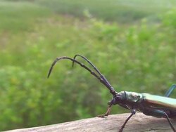 Green beetle Stock Footage