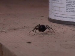 Close Up - Spider crawls along edge of wooden shelf /  Stock Footage