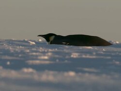 MS Adult penguins sliding on belly / EkstrÃƒÂ¶m Ice Shelf,Atka Iceport Emperor Penguin Colony,  Queen Maud land, Antarctica Stock Footage