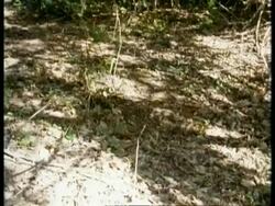 MS pan right across Puff Adder, Bitis arietans, well camouflaged on leaf litter in dappled shade, edited sequence, Kenya; SEQUENCE OF CLIPS, SPECIAL TERMS APPLY Stock Footage
