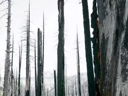 Forest Fire Stock Footage