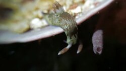 Sea slug crawling on the coral Stock Footage