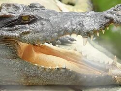 crocodile in water Stock Footage
