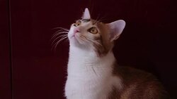 when the cat sees the fly Stock Footage