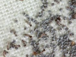 Moth eggs eclosion, Time lapse HD Stock Footage