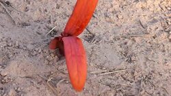 Seeds falling Stock Footage