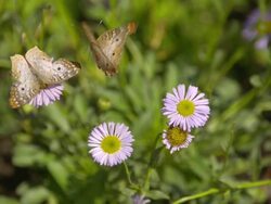 CU SLO MO Shot of two Megisto rubricata, gray spotted butterfly's feeding on purple flower and one butterfly flying away / Santa Barbara, California, United States Stock Footage