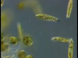 Microscopic view of Euglenoid protozoa moving around against blue background Stock Footage