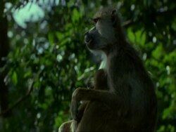 MS adult baboon grooming baby baboon, Tanzania Stock Footage