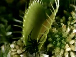 Spider caught by Venus Fly Trap, UK Stock Footage