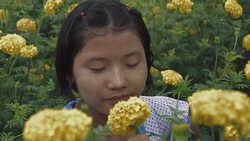 M/S SLO MO Myanmar teenage girl smelling a flower in a field of yellow mums, rain Stock Footage