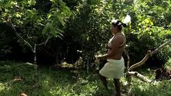 CLEAN : Ecuador tribe swaps hunting for cocoa farming to save forest News Clip