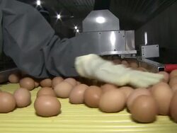MS Eggs on conveyor belt / Anseong, Gyeonggi-do, South Korea Stock Footage