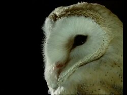 CU Barn owl's head, turning, at night, black background Stock Footage