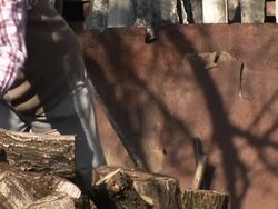 HD: Lumberjack Stock Footage