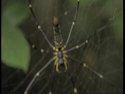 CU Spider in web, pull focus, Western Ghats, India Stock Footage