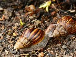Snail Stock Footage