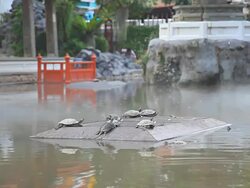 Herd of turtles on log in a pond. Stock Footage