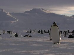 MS Two adult penguins walking AUDIO / EkstrÃƒÂ¶m Ice Shelf,Atka Iceport Emperor Penguin Colony,  Queen Maud land, Antarctica   Stock Footage