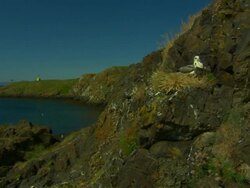 A  gull nests on a coastal mountain in Iceland. Stock Footage