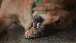 Dog close up of head Stock Footage