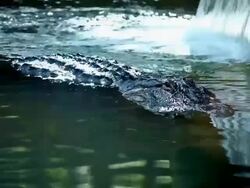 Alligator in the Water Stock Footage