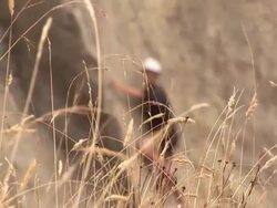 Reeds Rock Climbing Stock Footage